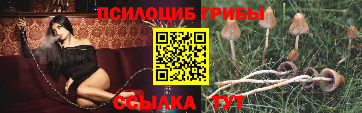 Новосибирск  Псилоцибиновые грибы Psilocybe  Вход с VPN 