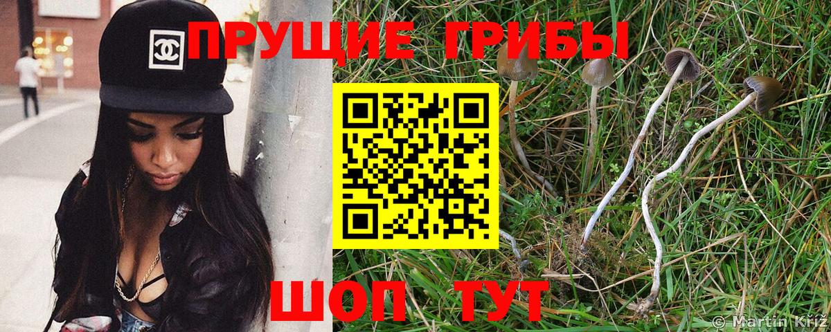 Псилоцибиновые грибы Psilocybe Новосибирск
